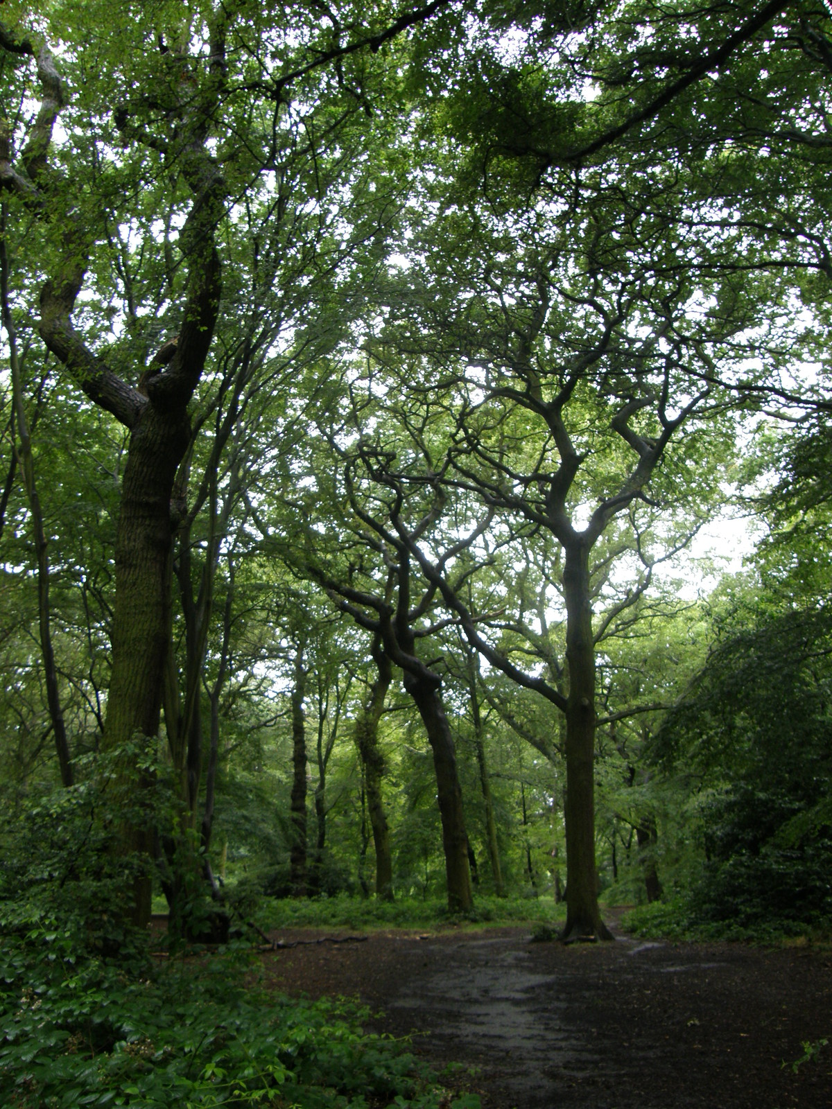 Image from Euston to East Finchley
