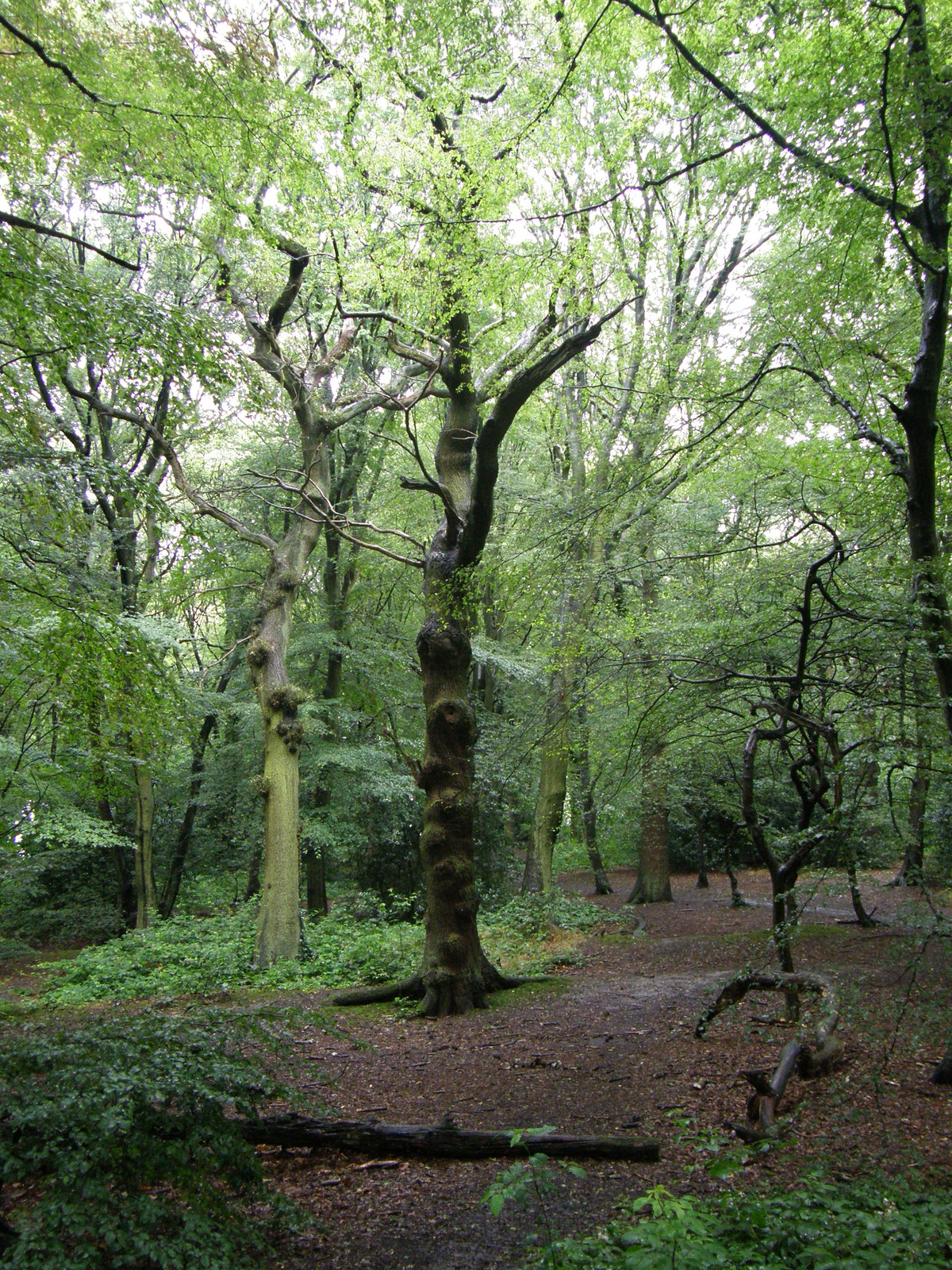 Image from Euston to East Finchley