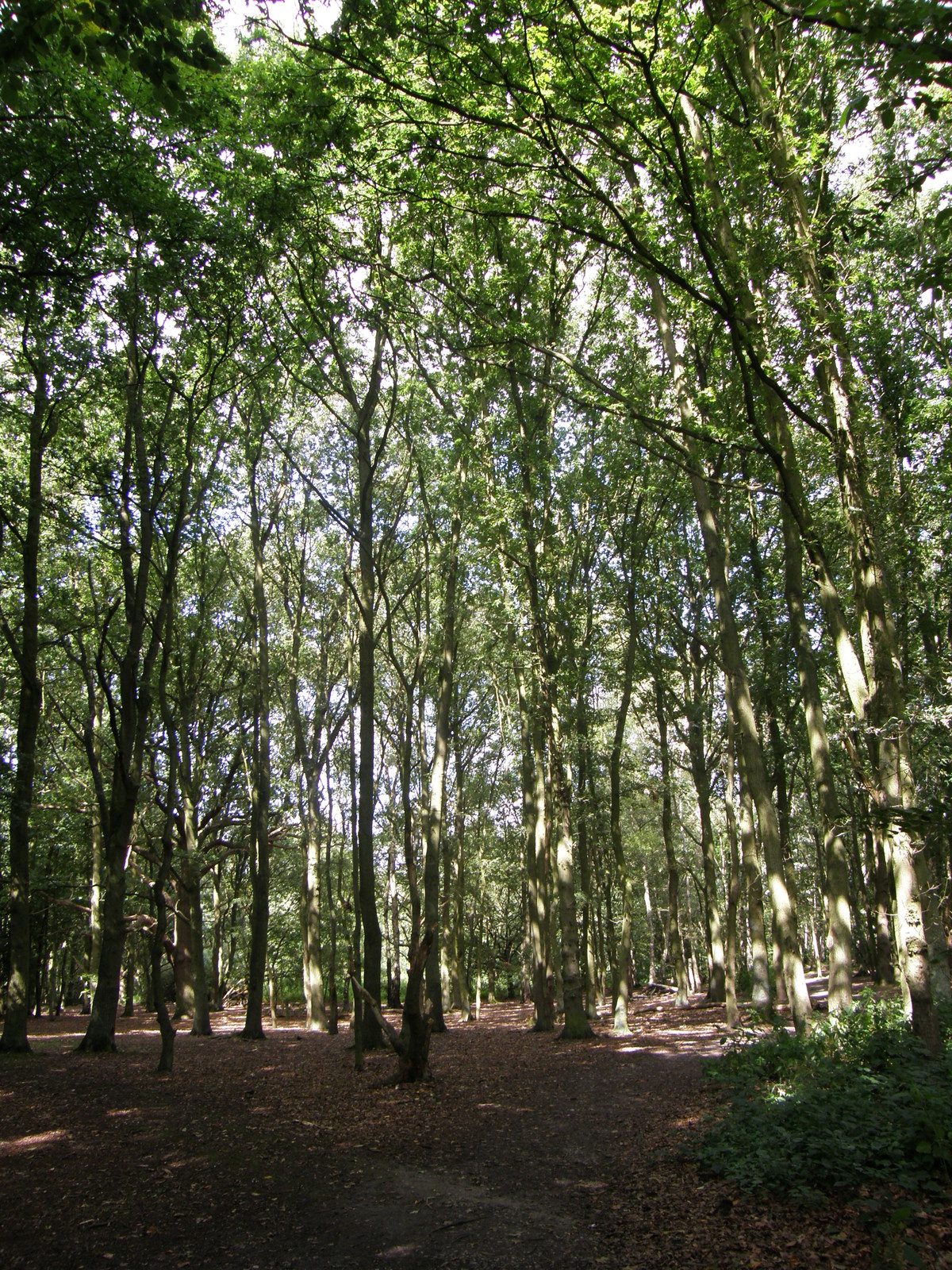 Image from Bounds Green to Cockfosters