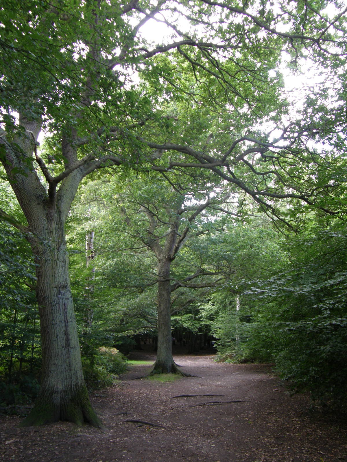 Image from Bounds Green to Cockfosters