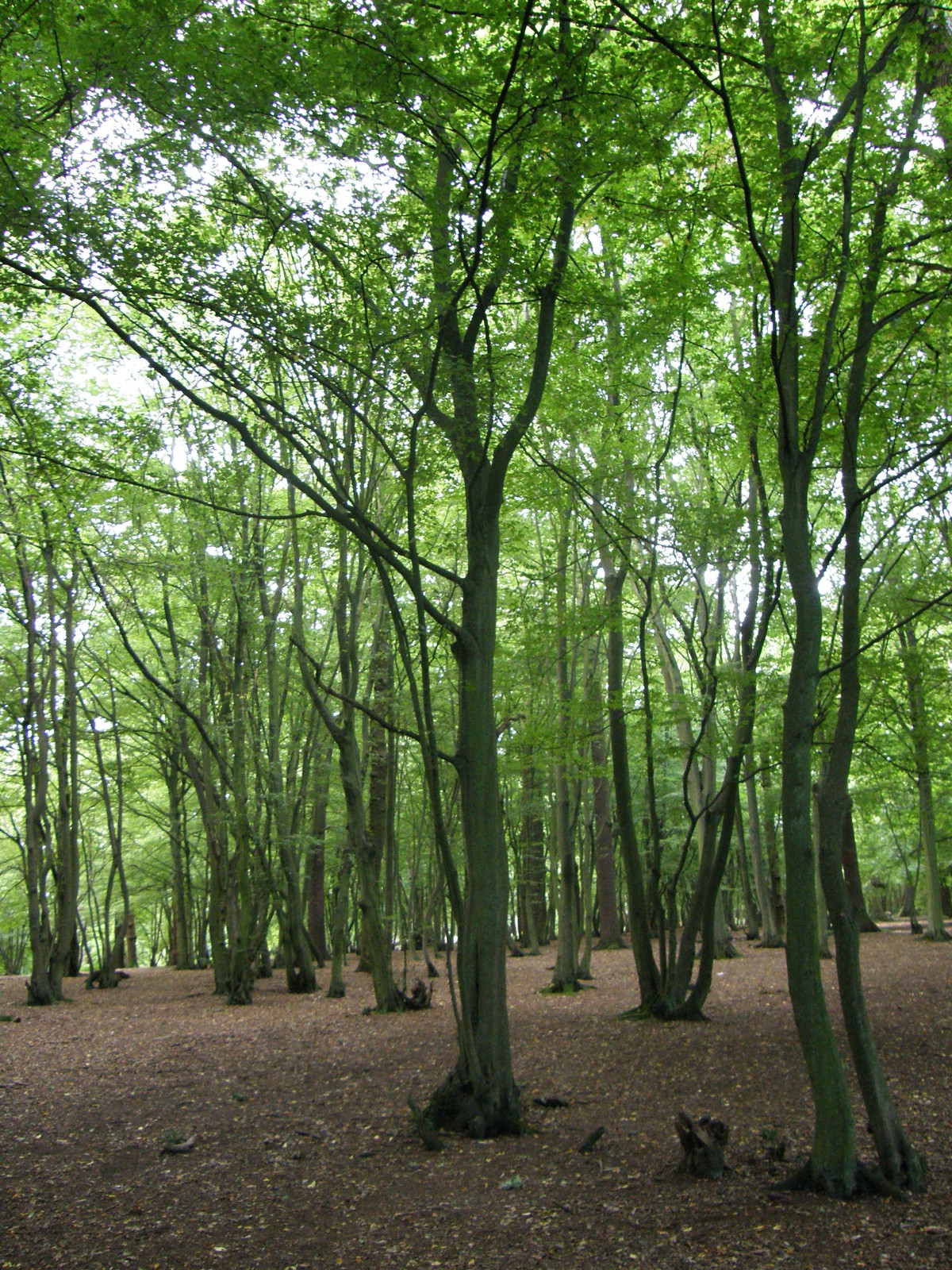 Image from Bounds Green to Cockfosters