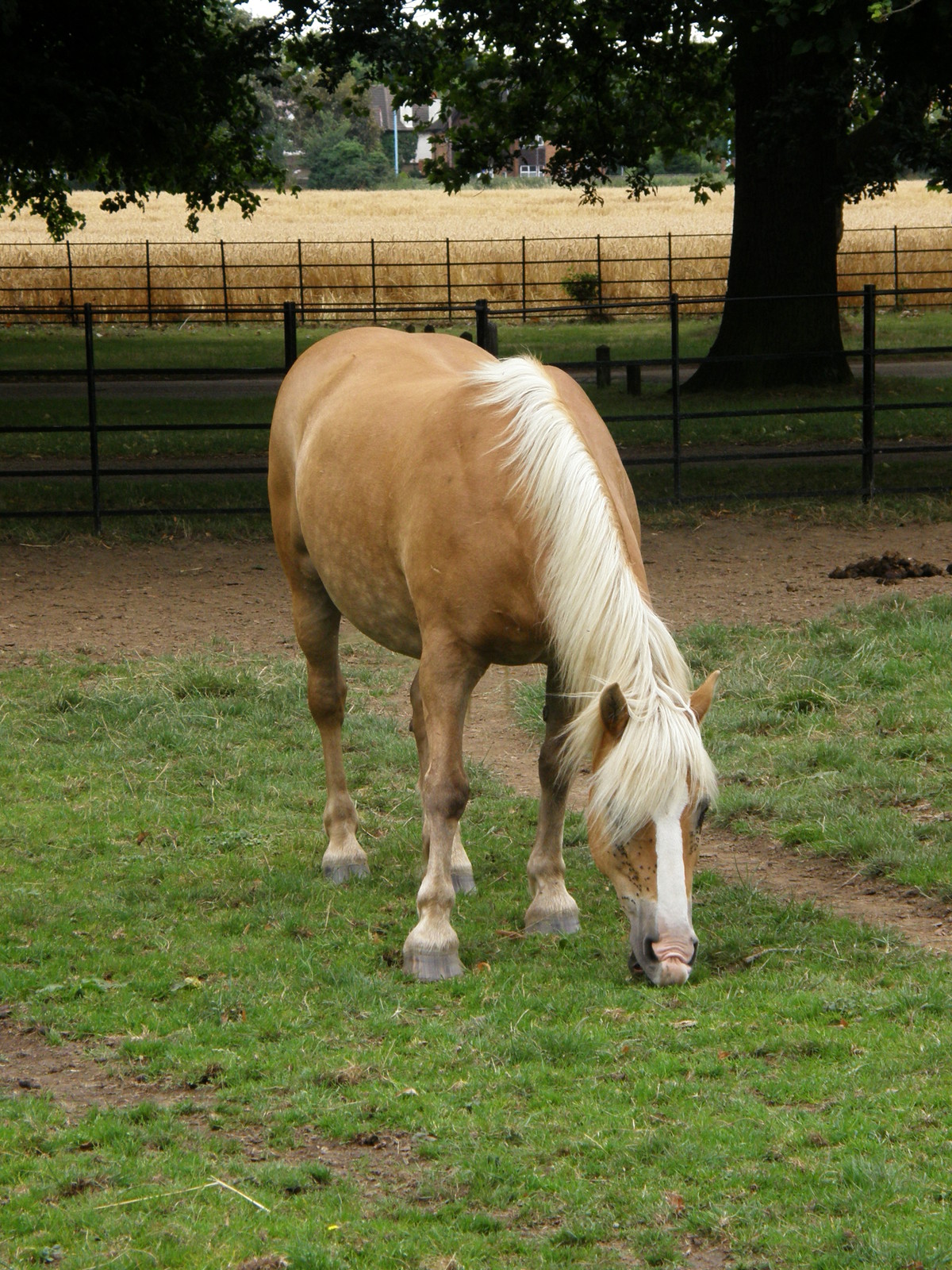 A horse in Osterley Park