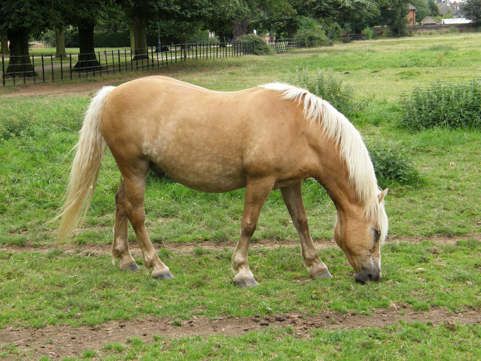 A horse in Osterley Park