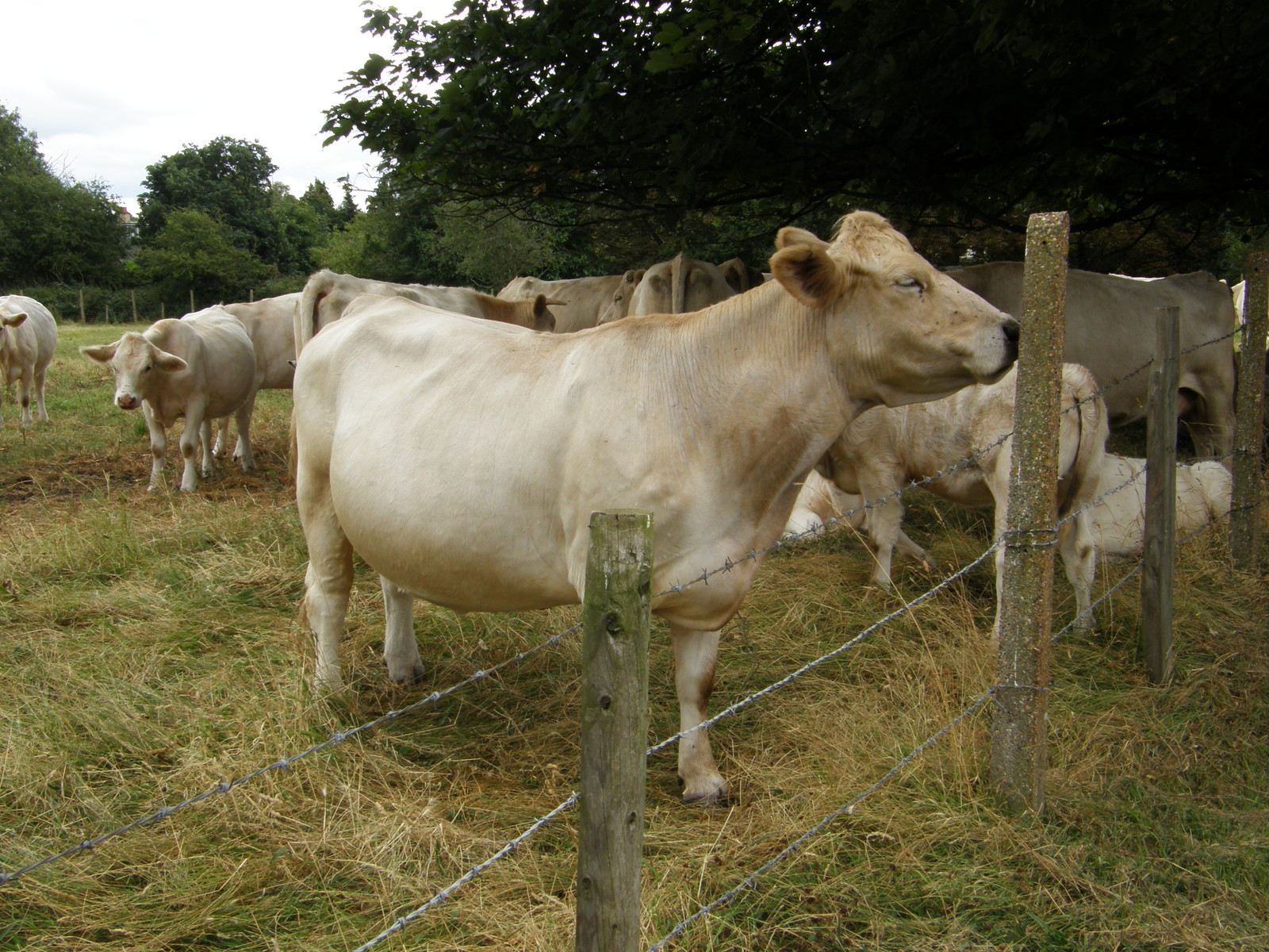 Image from Hatton Cross to Boston Manor