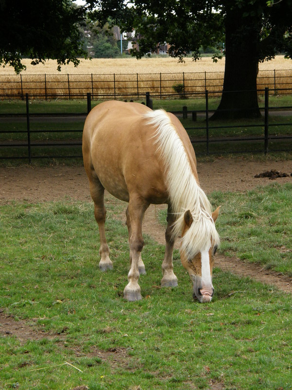 A horse in Osterley Park