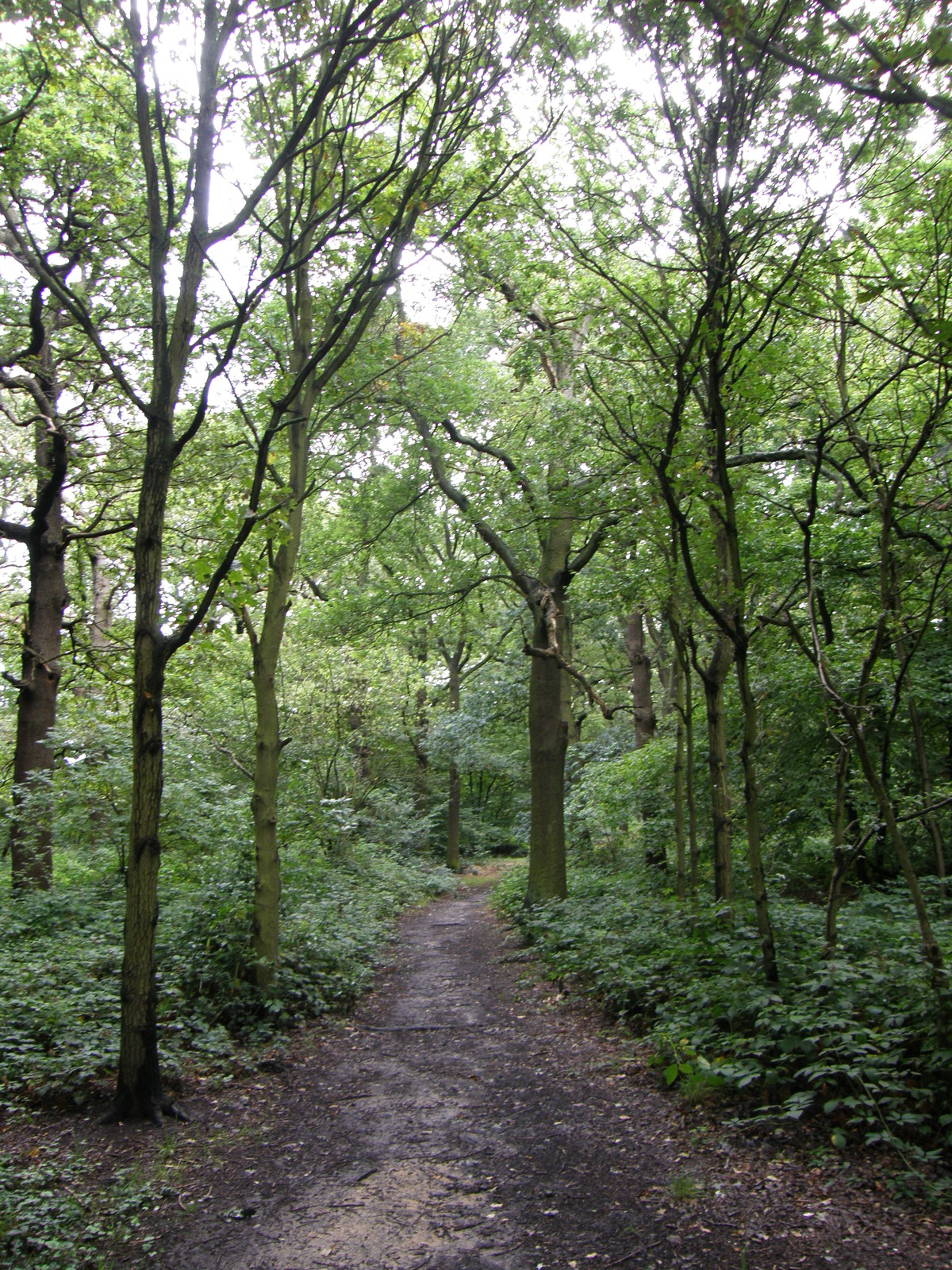 Image from Uxbridge to Acton Town