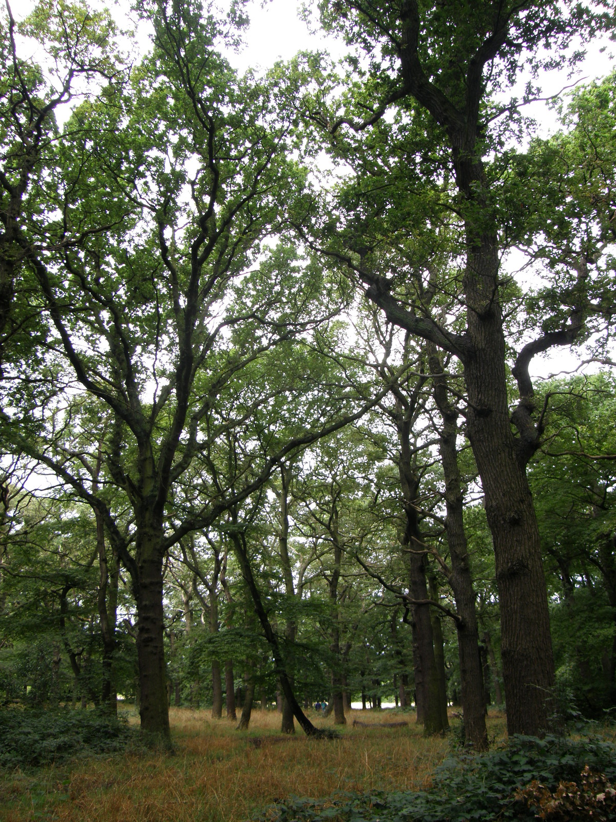 Image from Uxbridge to Acton Town
