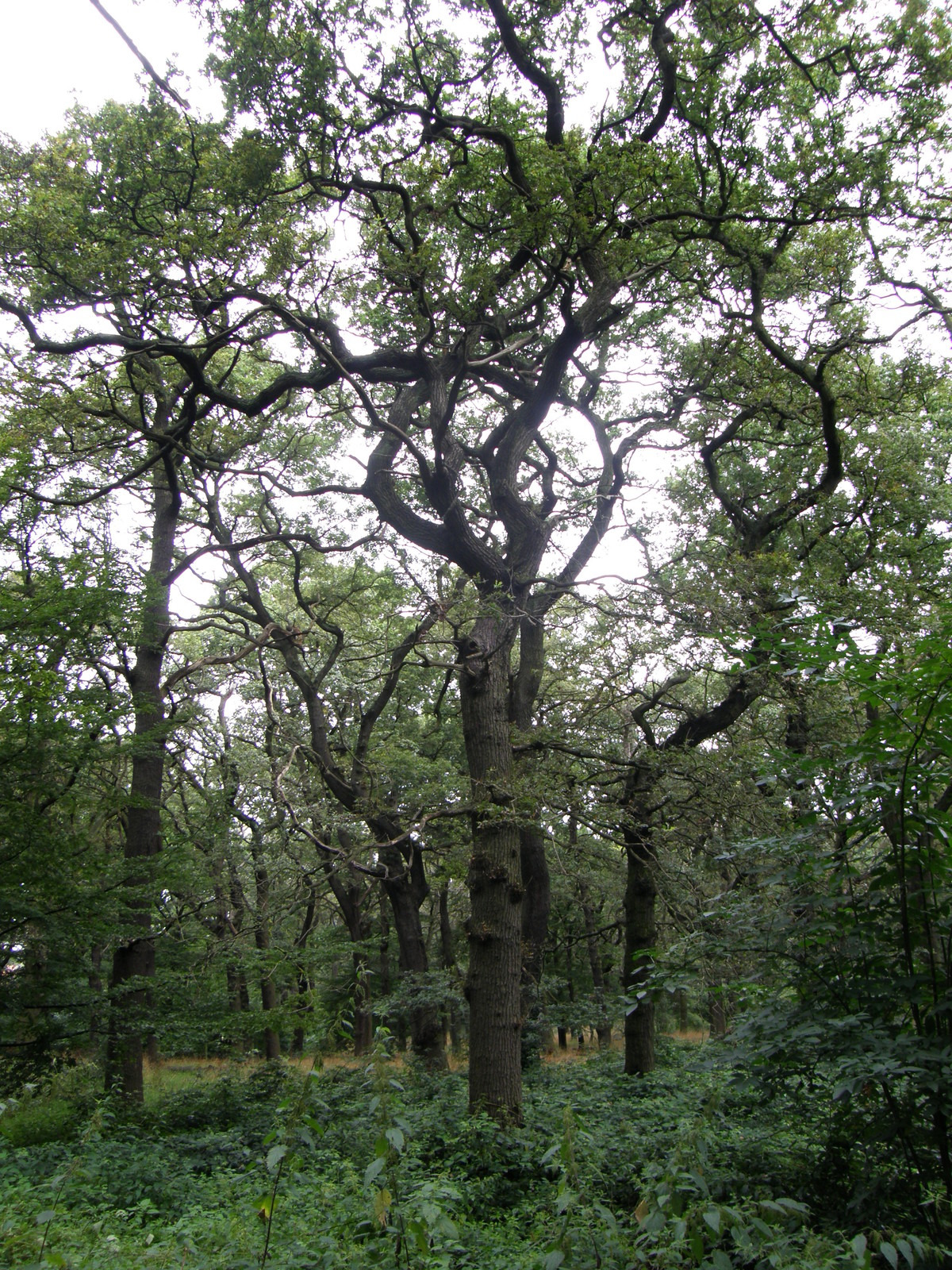 Image from Uxbridge to Acton Town