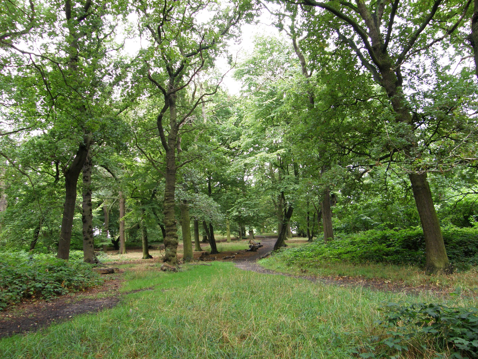 Horsenden Wood